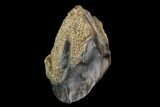 Ceratopsian Dinosaur Tooth - Judith River Formation #128526-1